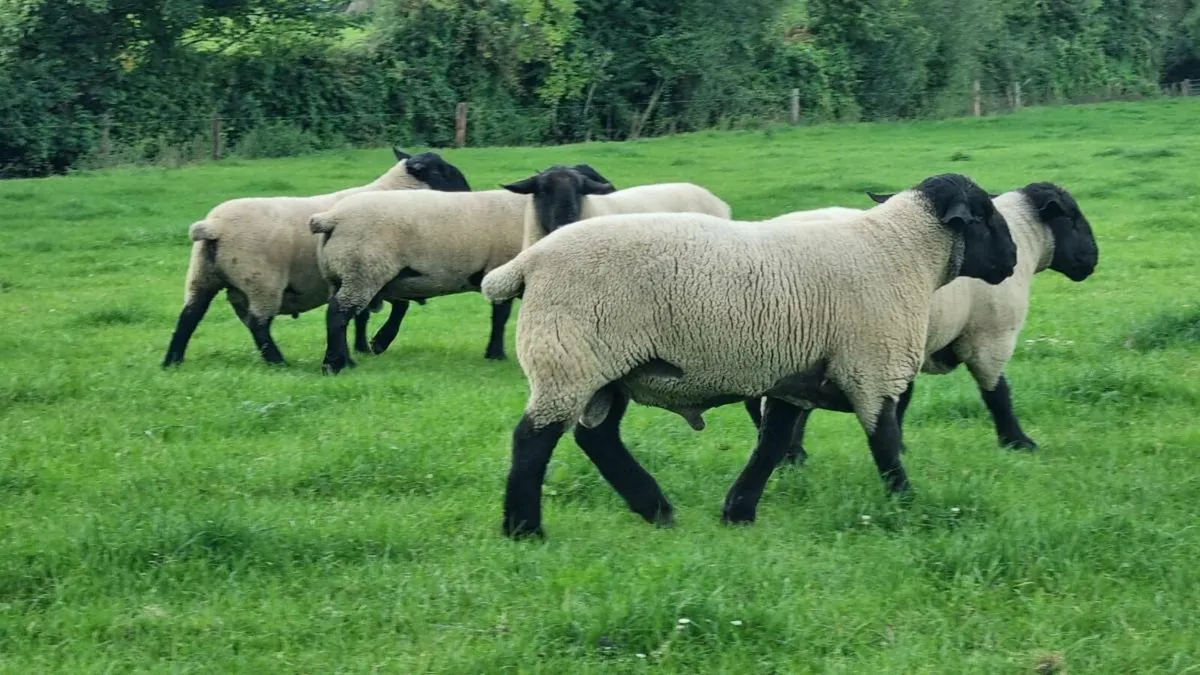 Sheep - Image 3