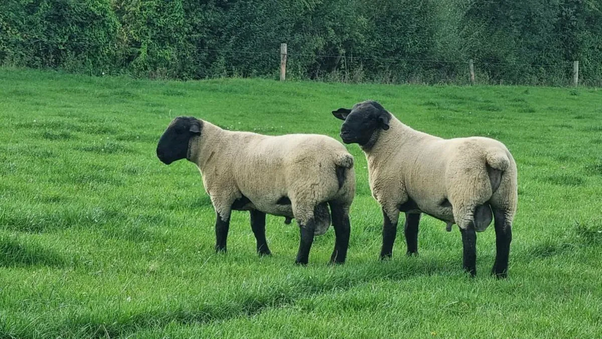 Sheep - Image 4