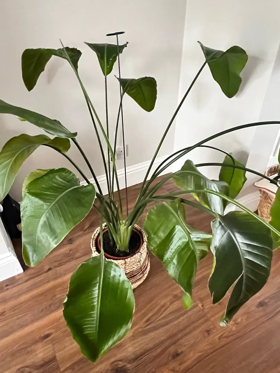 Houseplant- Bird of Paradise - Image 1