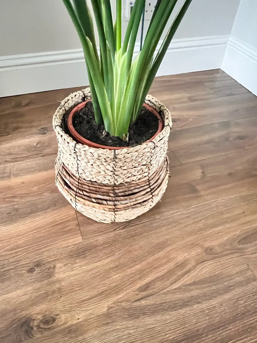 Houseplant- Bird of Paradise - Image 2