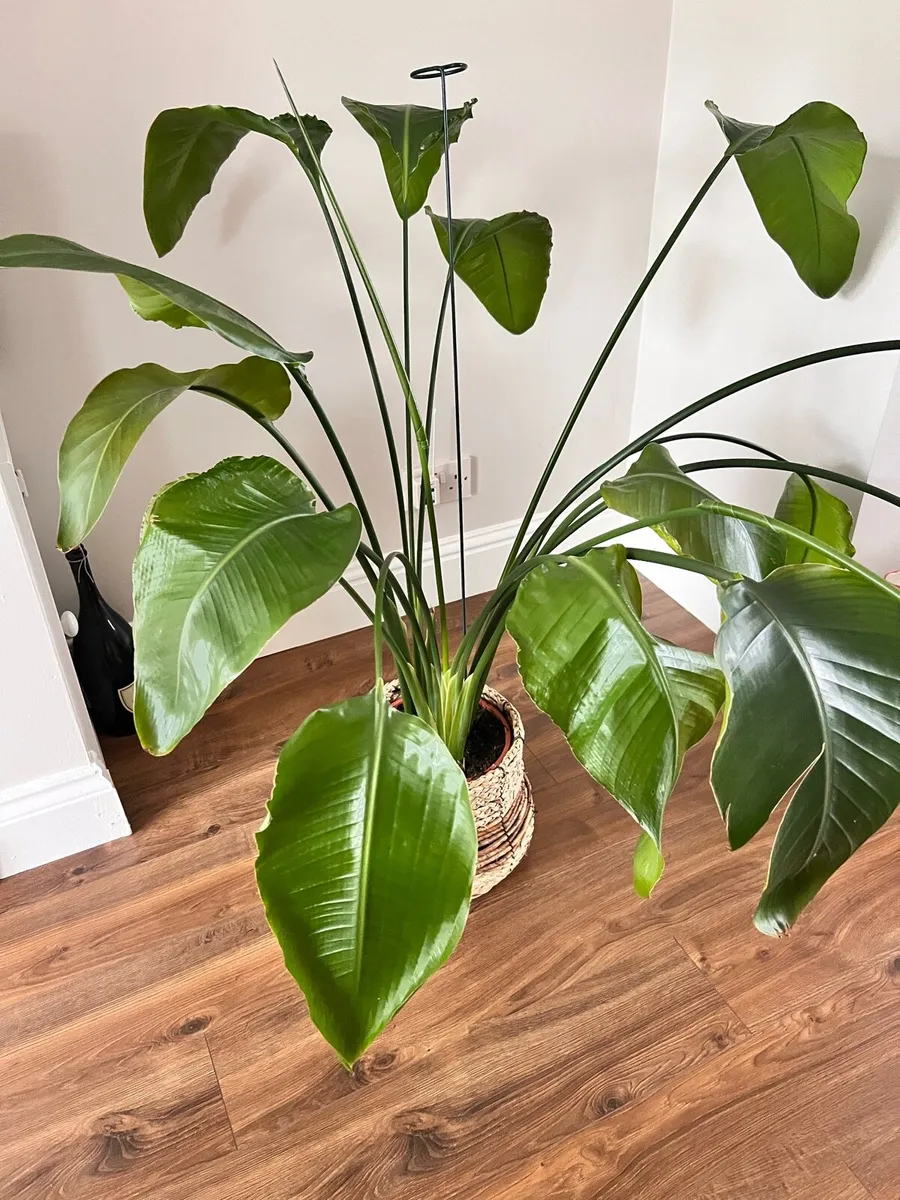 Houseplant- Bird of Paradise - Image 3