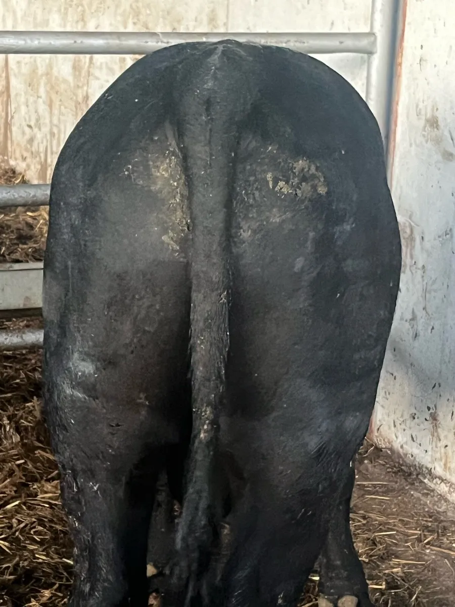 Pedigree Angus Bull - Image 1
