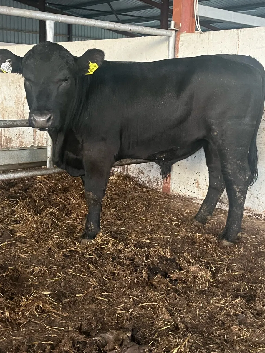 Pedigree Angus Bull - Image 2