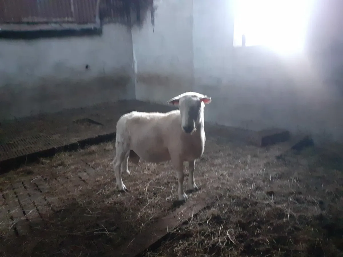 TeFrom Ram - Image 1