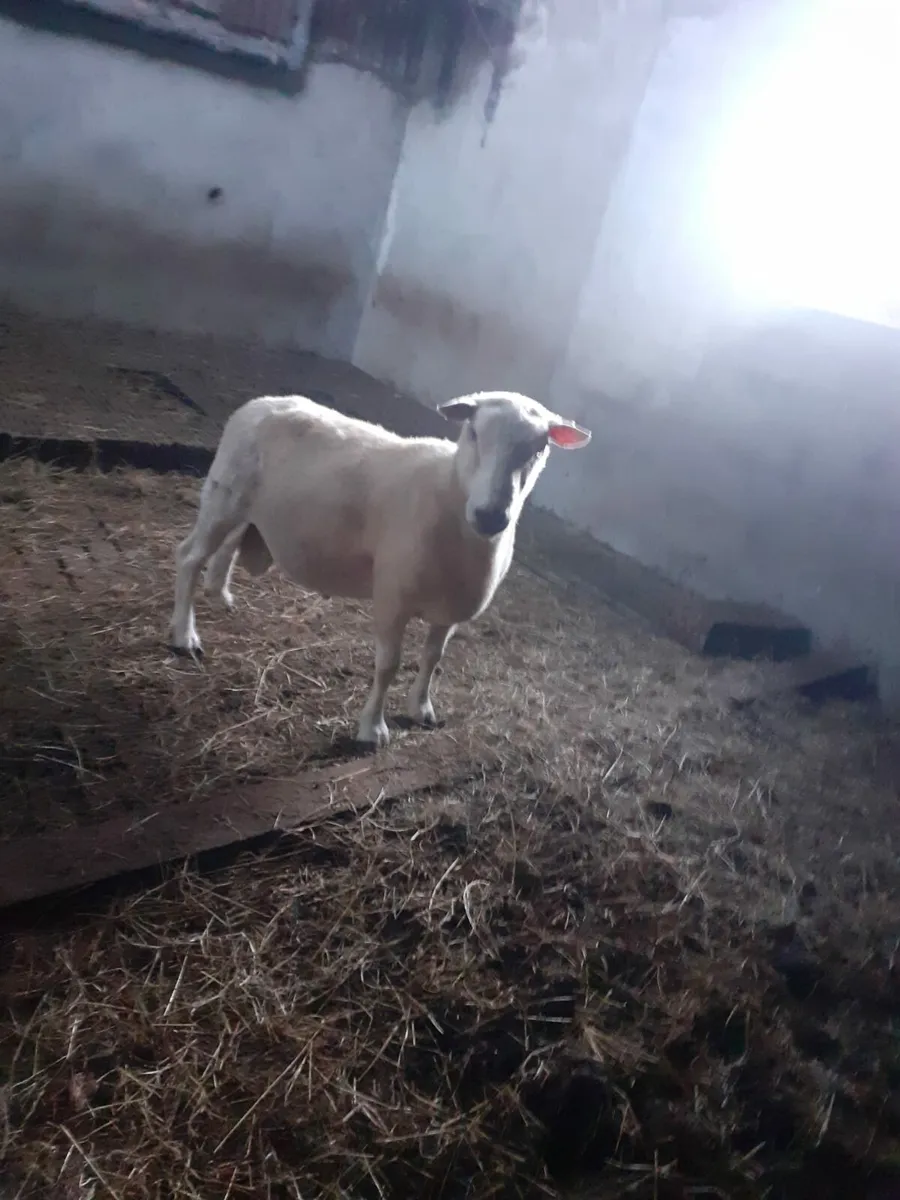 TeFrom Ram - Image 2