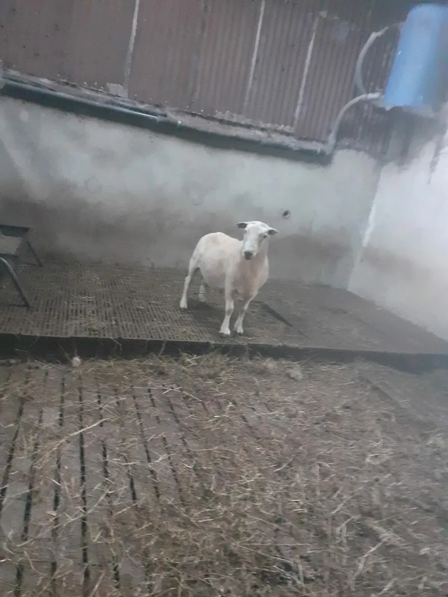 TeFrom Ram - Image 3