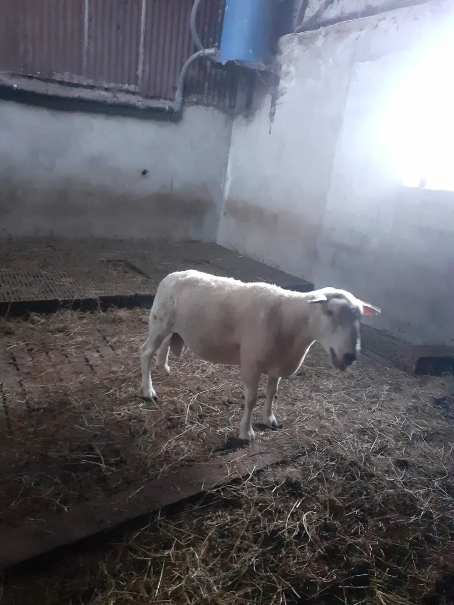 TeFrom Ram - Image 4