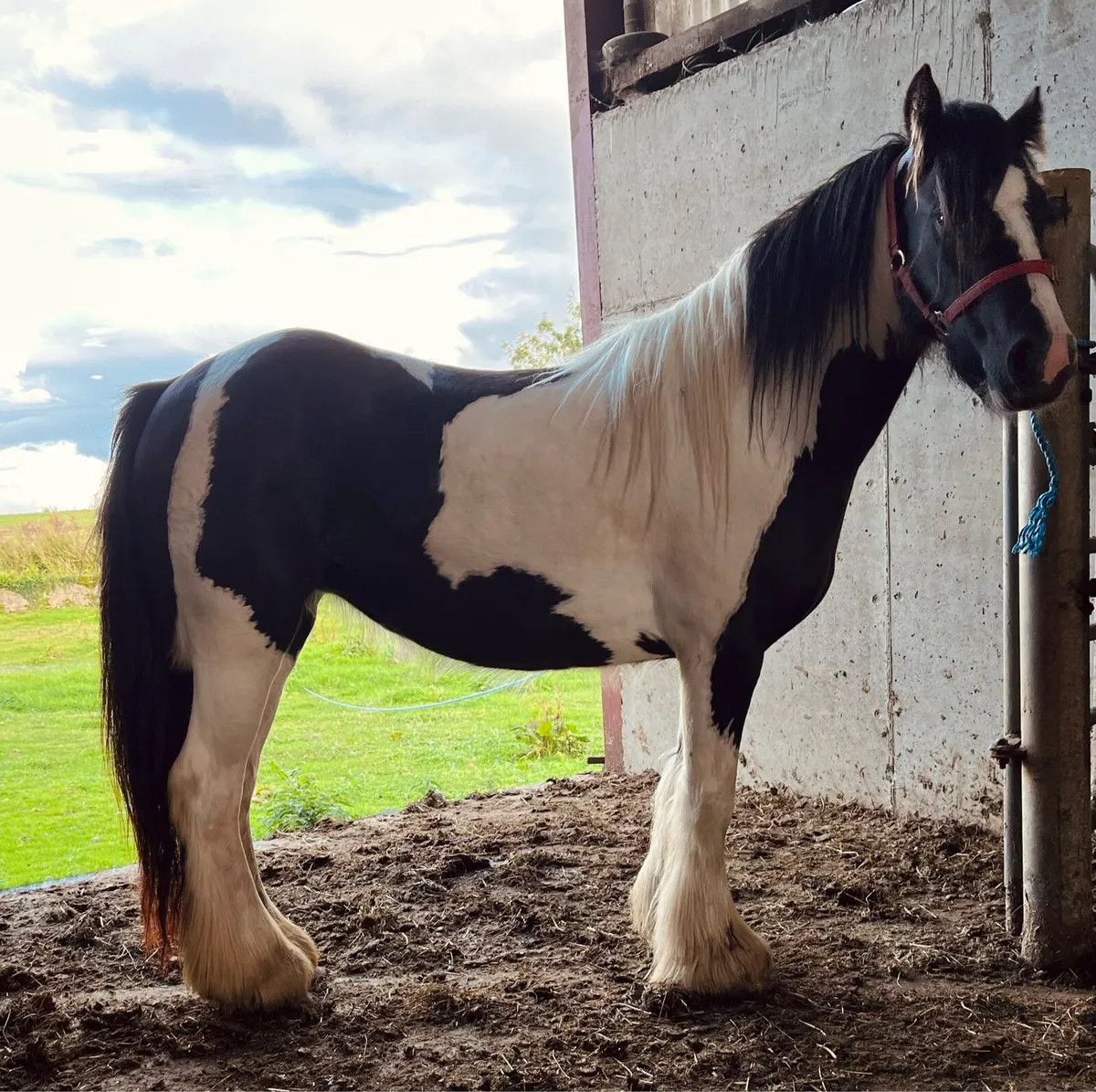 COB MARE - Image 1