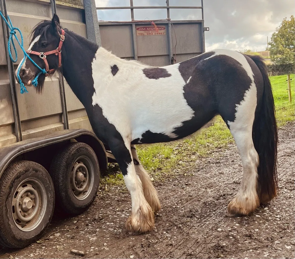 COB MARE - Image 2