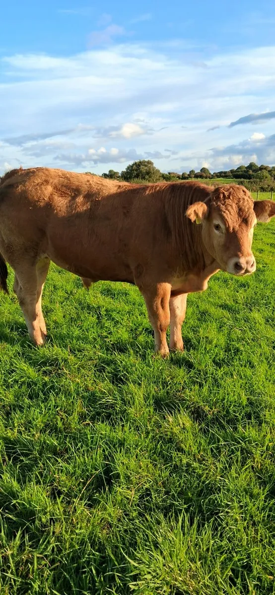 ⭐️⭐️ 23 Super Quality Bullocks ⭐️⭐️ - Image 3