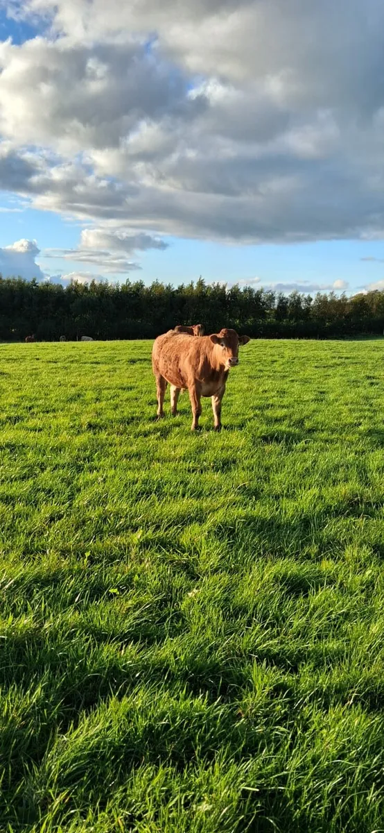 ⭐️⭐️ 23 Super Quality Bullocks ⭐️⭐️ - Image 4