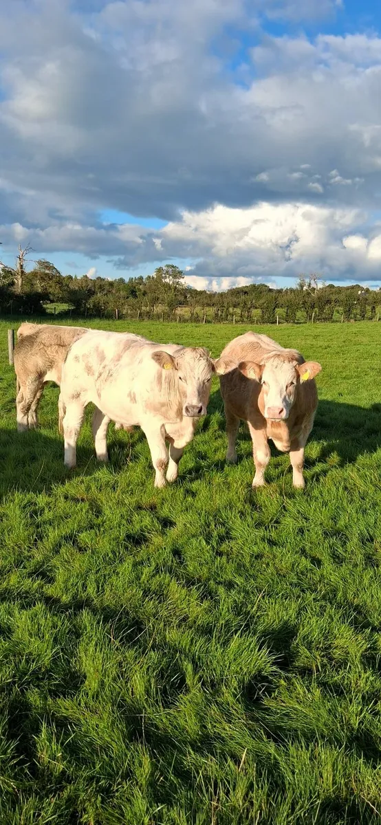 ⭐️⭐️ 23 Super Quality Bullocks ⭐️⭐️ - Image 1
