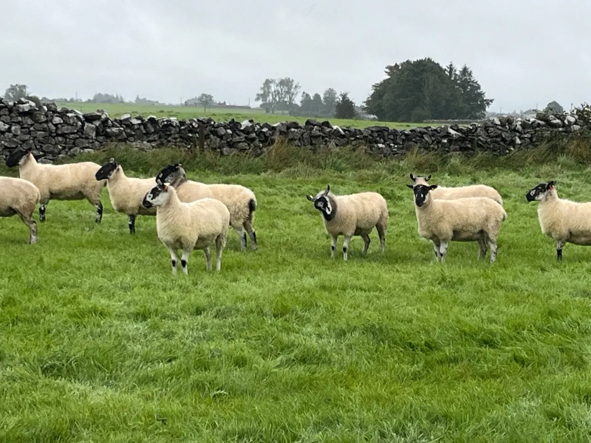 Organic Mule Hoggets - Image 2