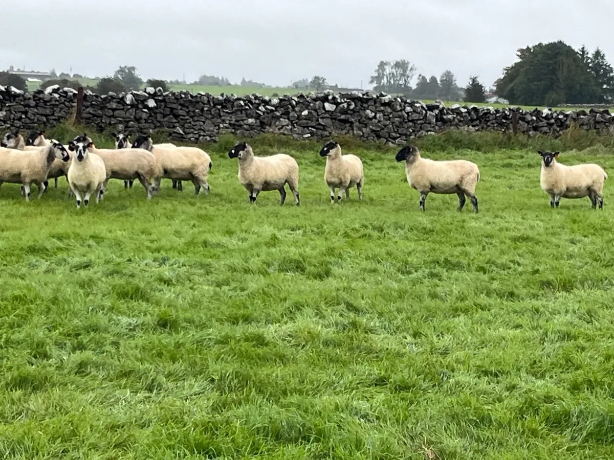 Organic Mule Hoggets - Image 4
