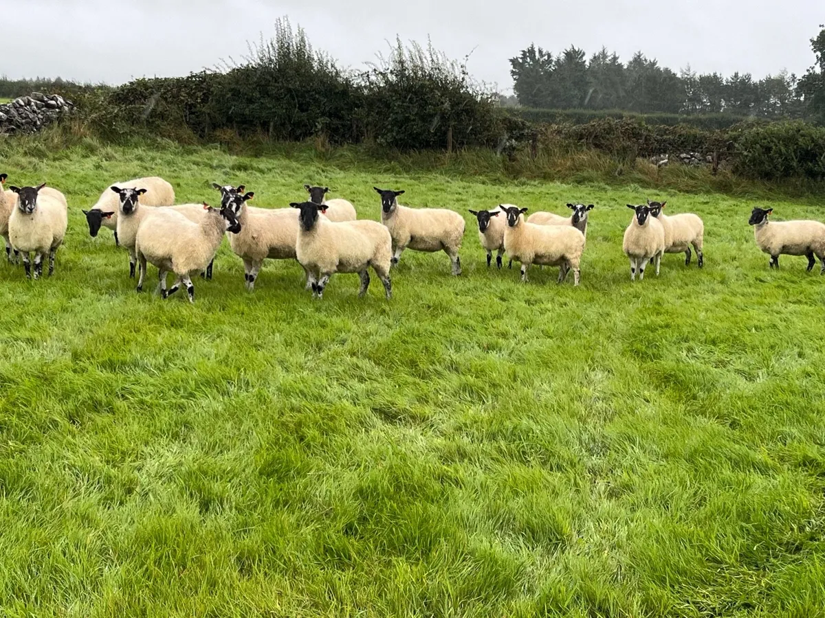Organic Mule Hoggets - Image 1