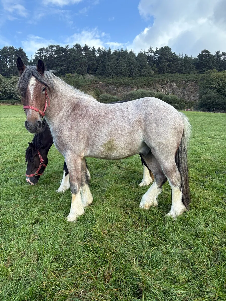 Smashing Roan cob - Image 1