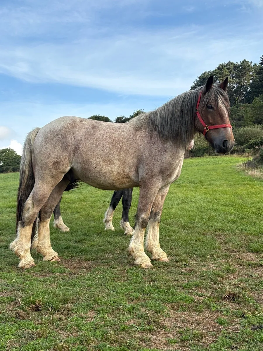 Smashing Roan cob - Image 4