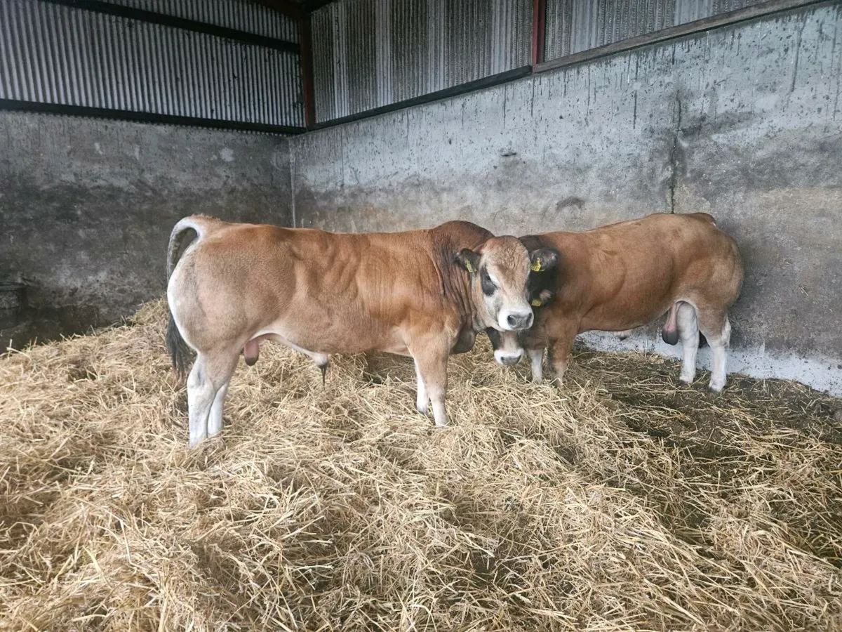 Parthenaise bull - Image 1