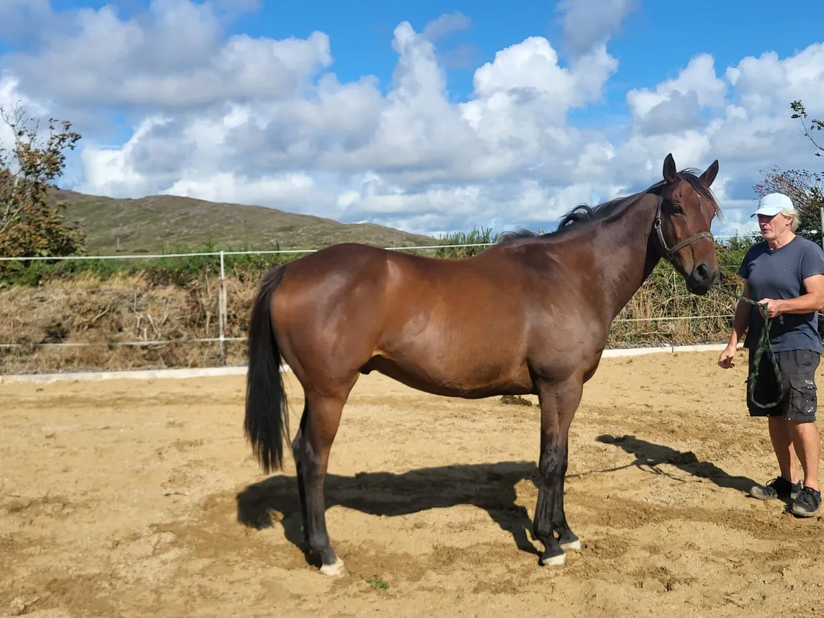 Horse for sale - Image 1