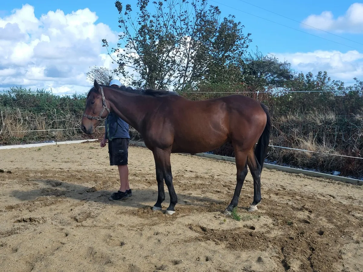 Horse for sale - Image 2