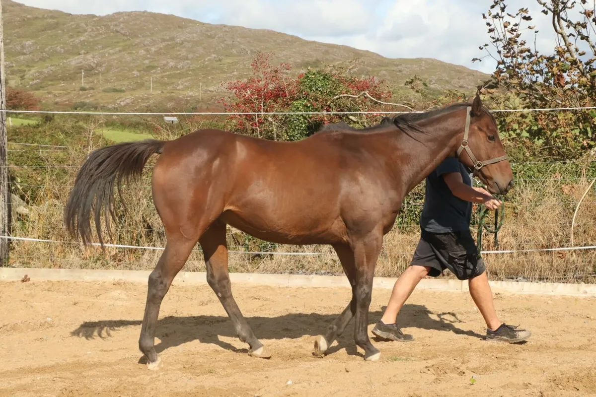 Horse for sale - Image 3