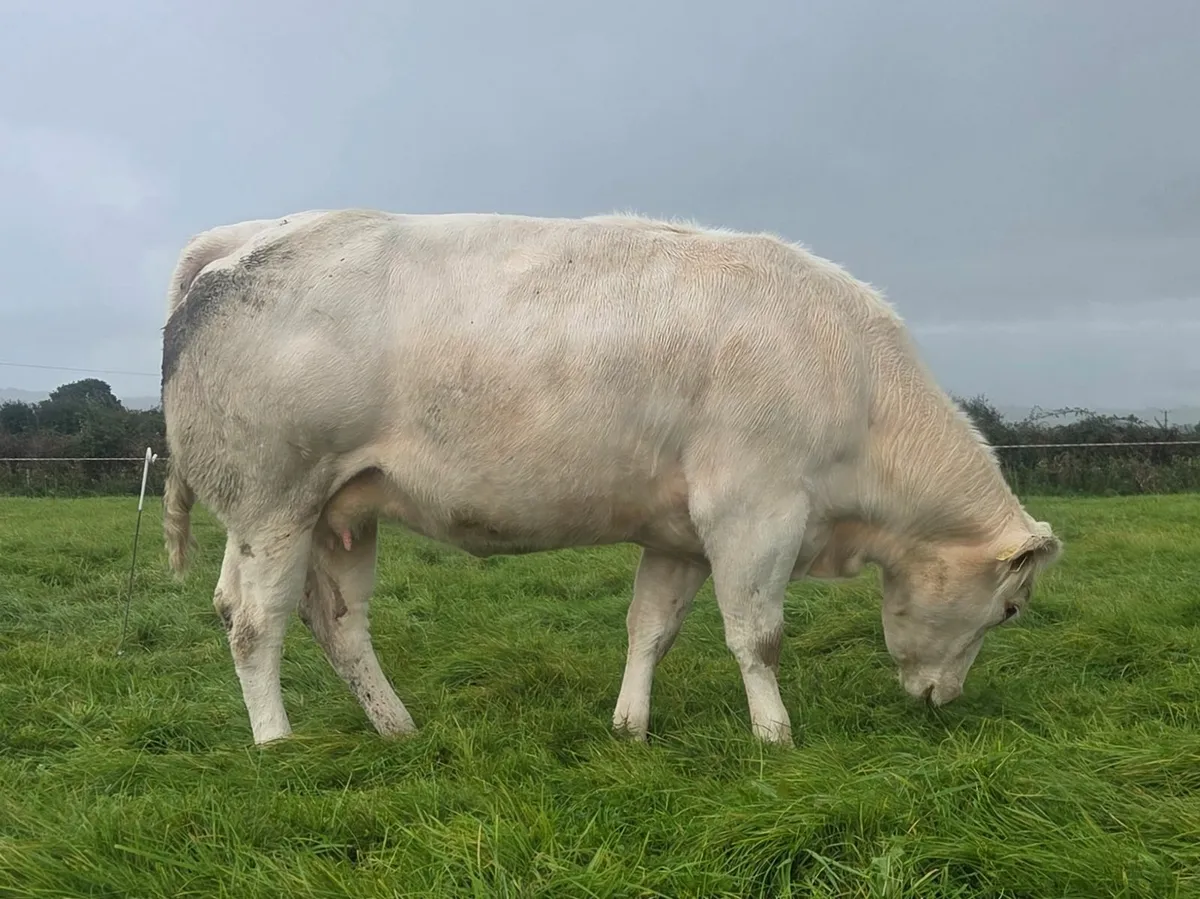 U Grade Cow and Calf Ballinasloe Mart Sept 6th - Image 2