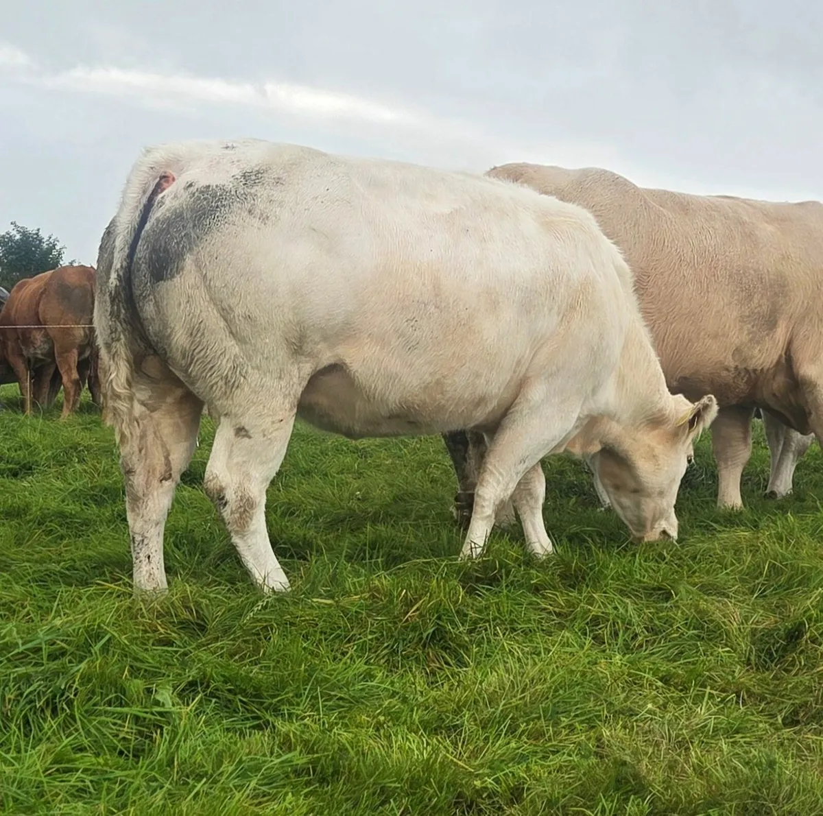 U Grade Cow and Calf Ballinasloe Mart Sept 6th - Image 3