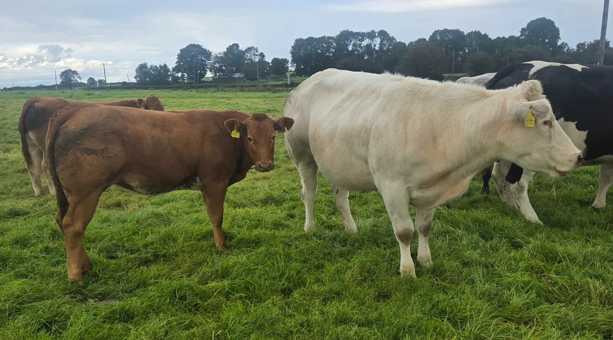 U Grade Cow and Calf Ballinasloe Mart Sept 6th - Image 4