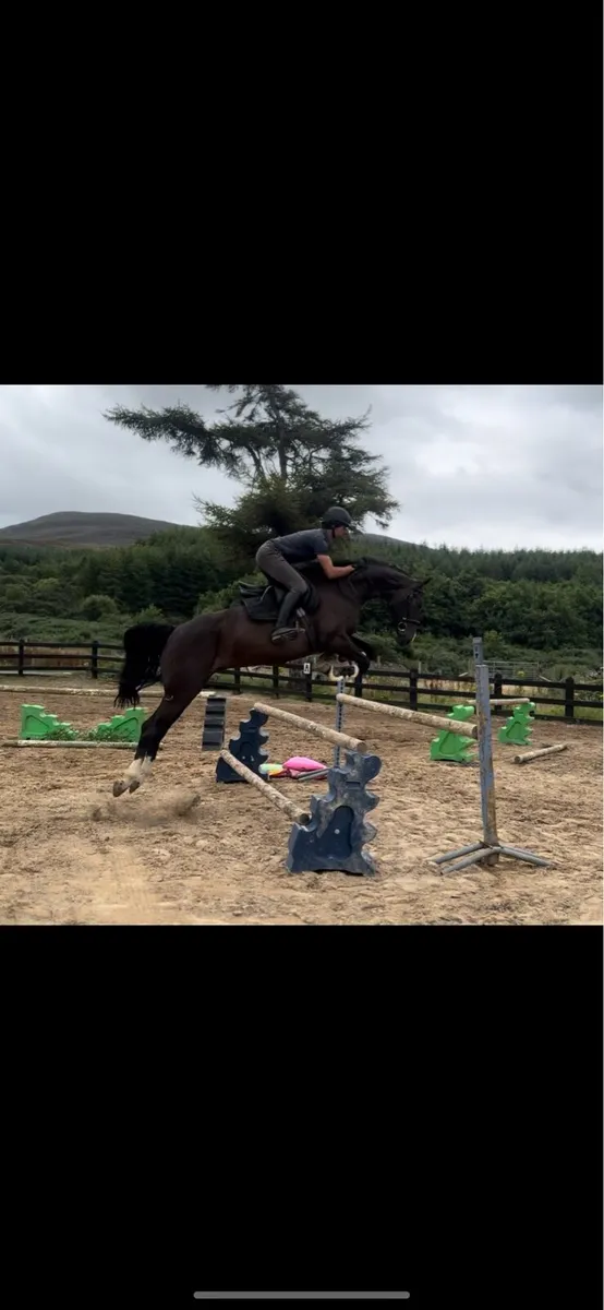 16.2h 9 year old showjumping horse (1.30) - Image 1