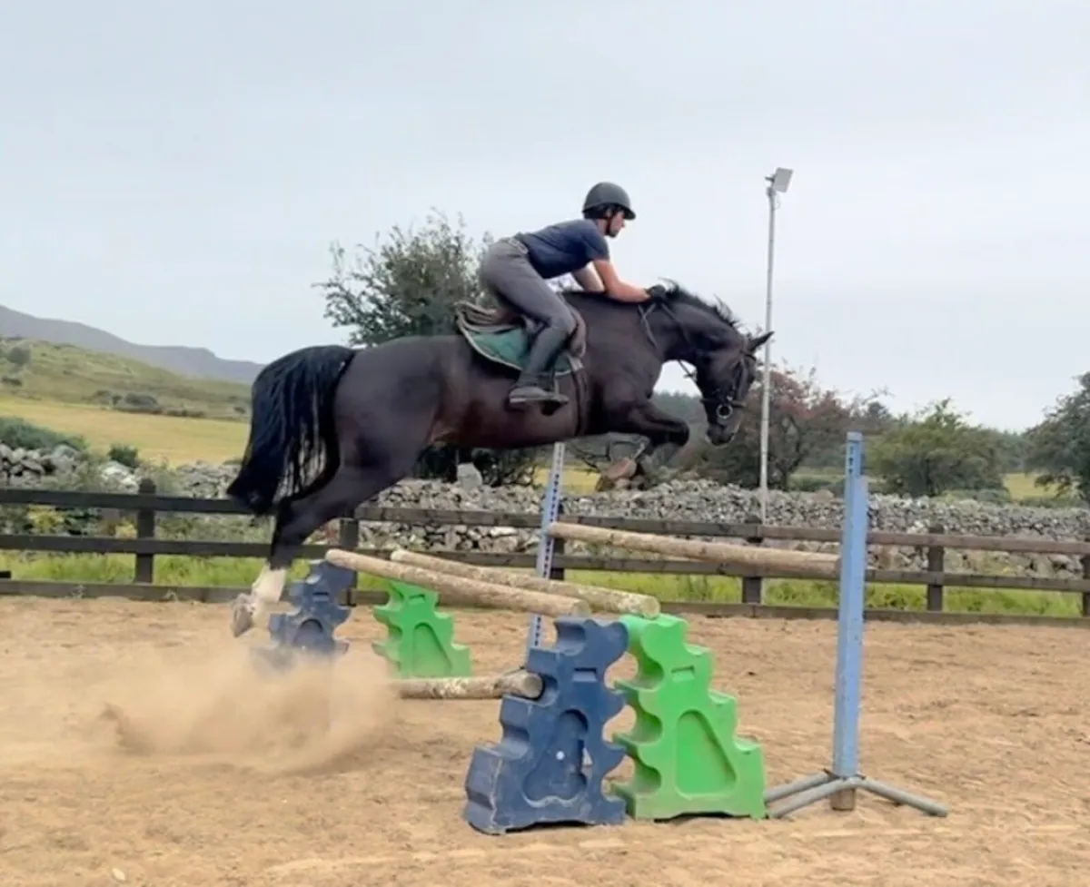 16.2h 9 year old showjumping horse (1.30) - Image 2
