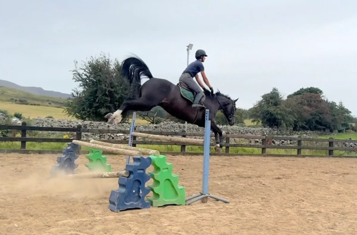 16.2h 9 year old showjumping horse (1.30) - Image 3