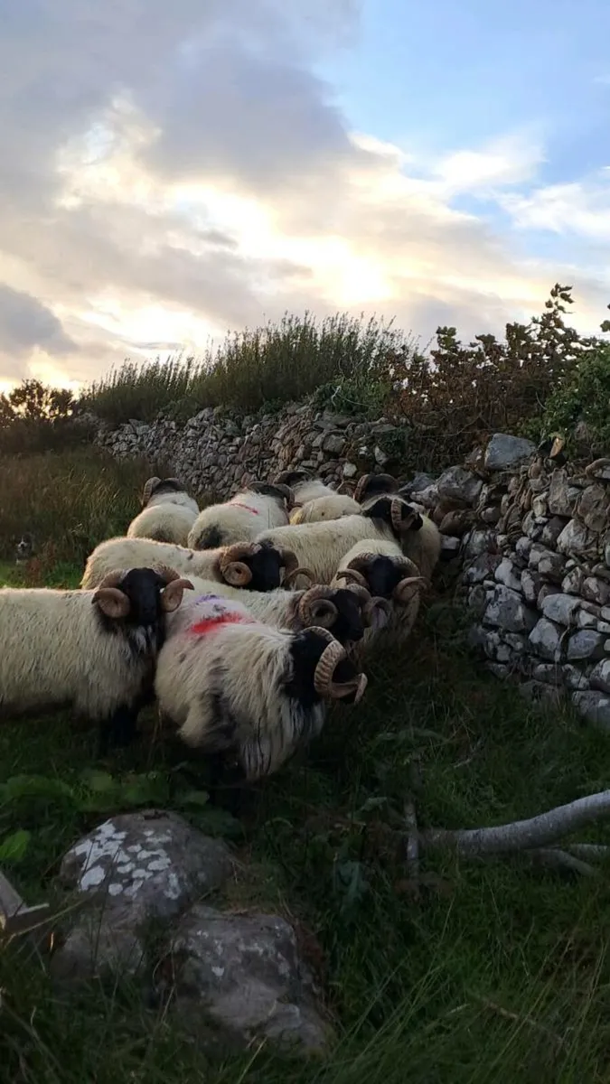 Hogget rams - Image 2