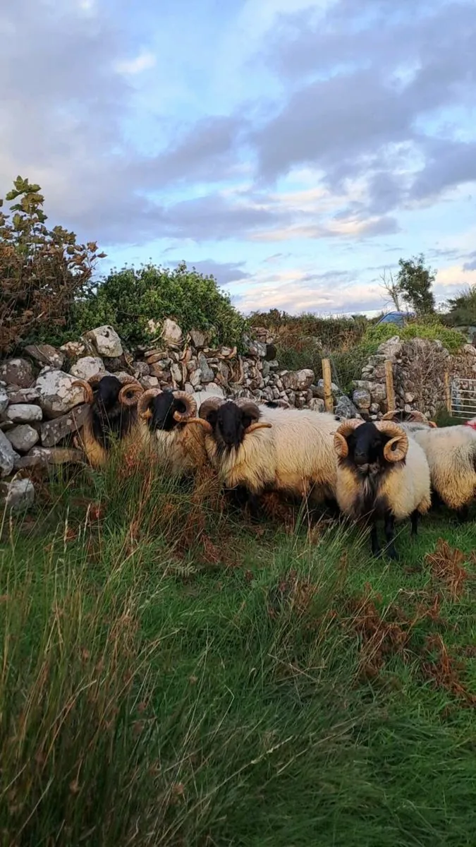 Hogget rams - Image 3