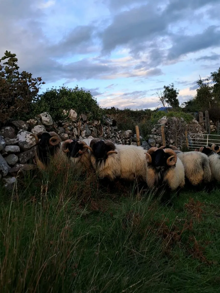 Hogget rams - Image 4