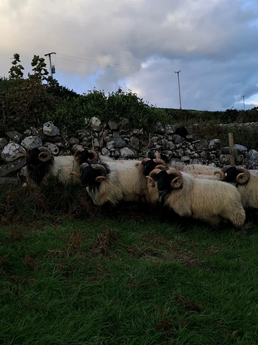 Hogget rams - Image 1