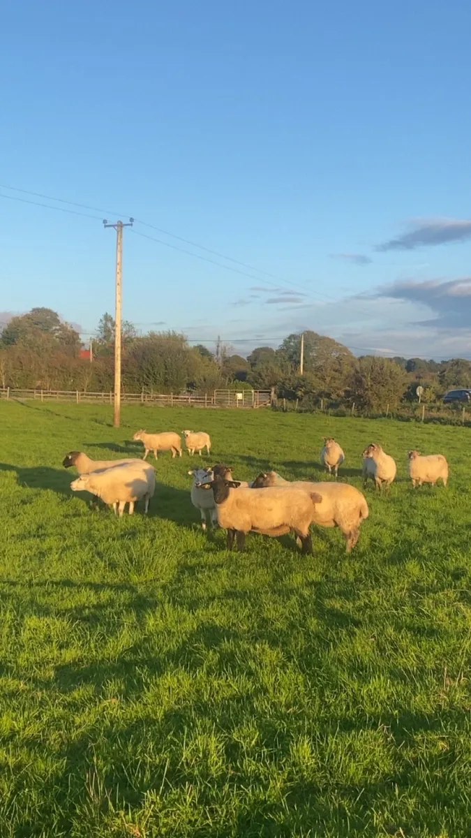 12 tipped ewes - Image 2
