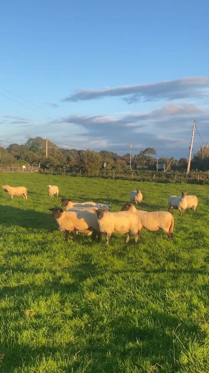 12 tipped ewes - Image 1