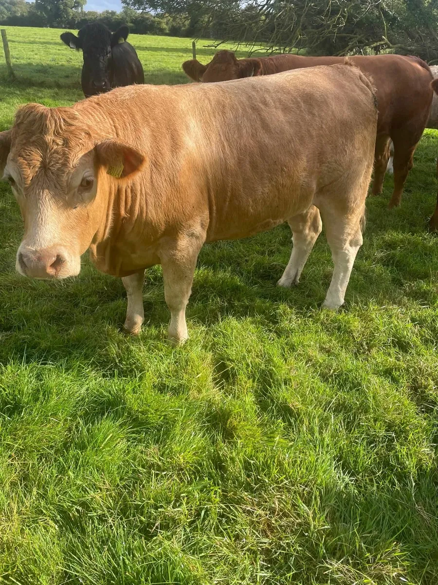 Breeding Heifers (Limousin, Charlois and Angus ) - Image 1