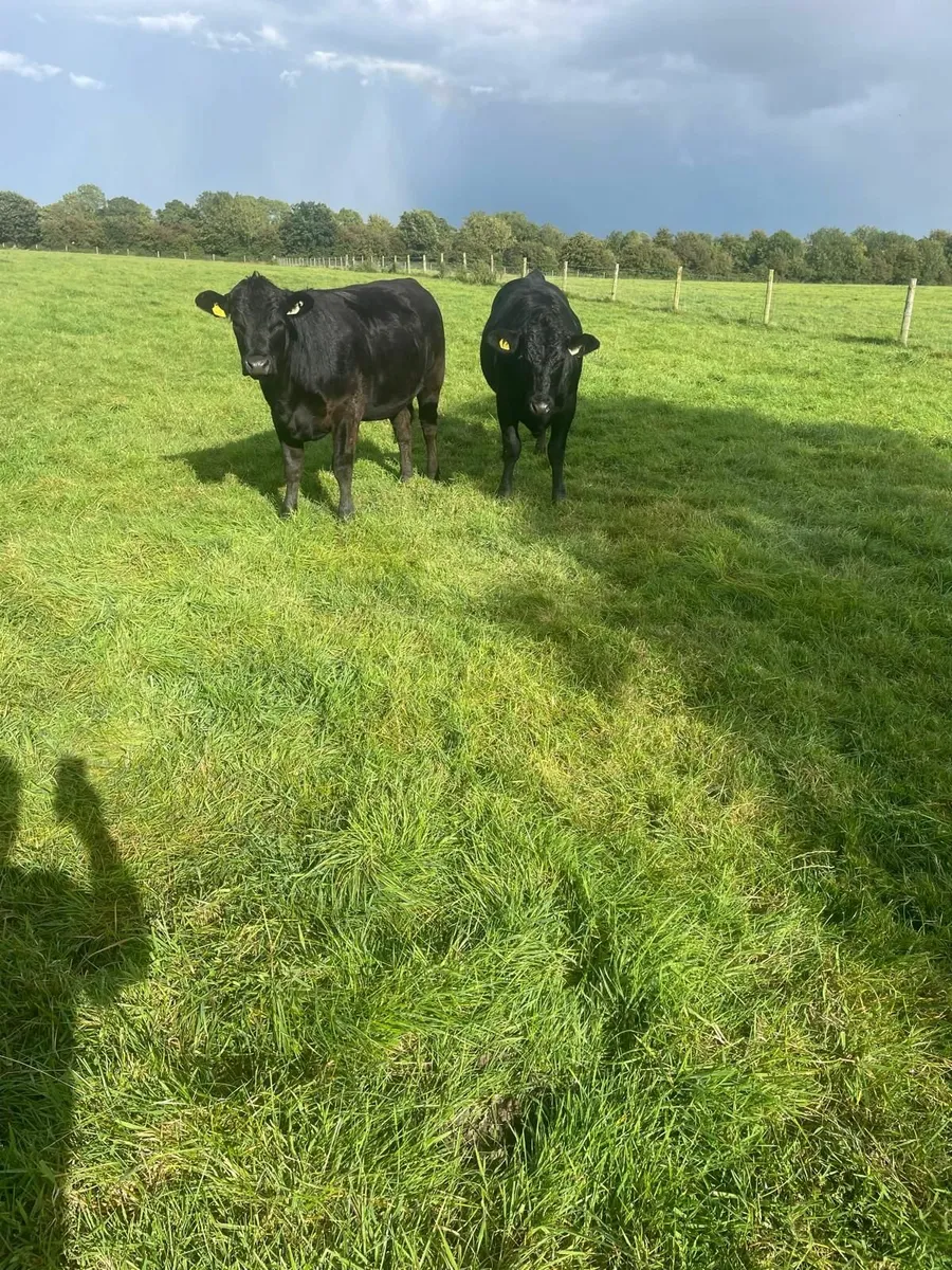 Breeding Heifers (Limousin, Charlois and Angus ) - Image 2