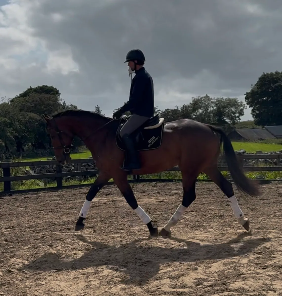 17h 6 yo Luidam gelding! Eventing ⭐️ for future - Image 1