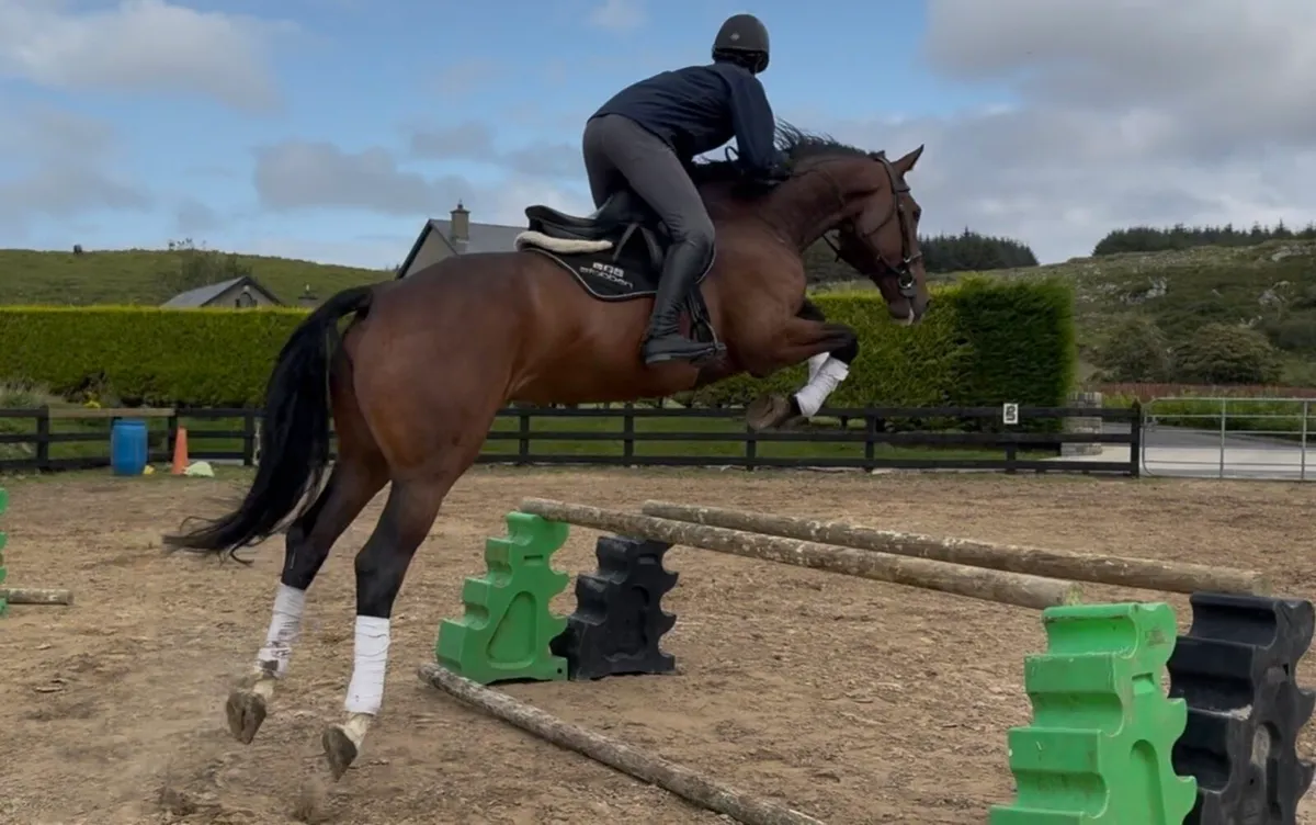 17h 6 yo Luidam gelding! Eventing ⭐️ for future - Image 2