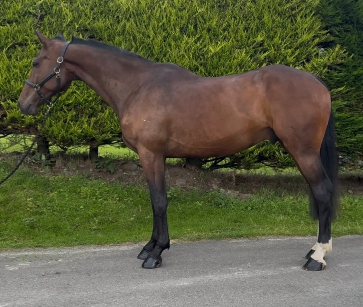 17h 6 yo Luidam gelding! Eventing ⭐️ for future - Image 3