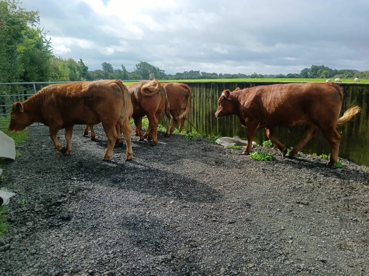 Breeding Heifers (Limousin, Charlois and Angus ) - Image 3