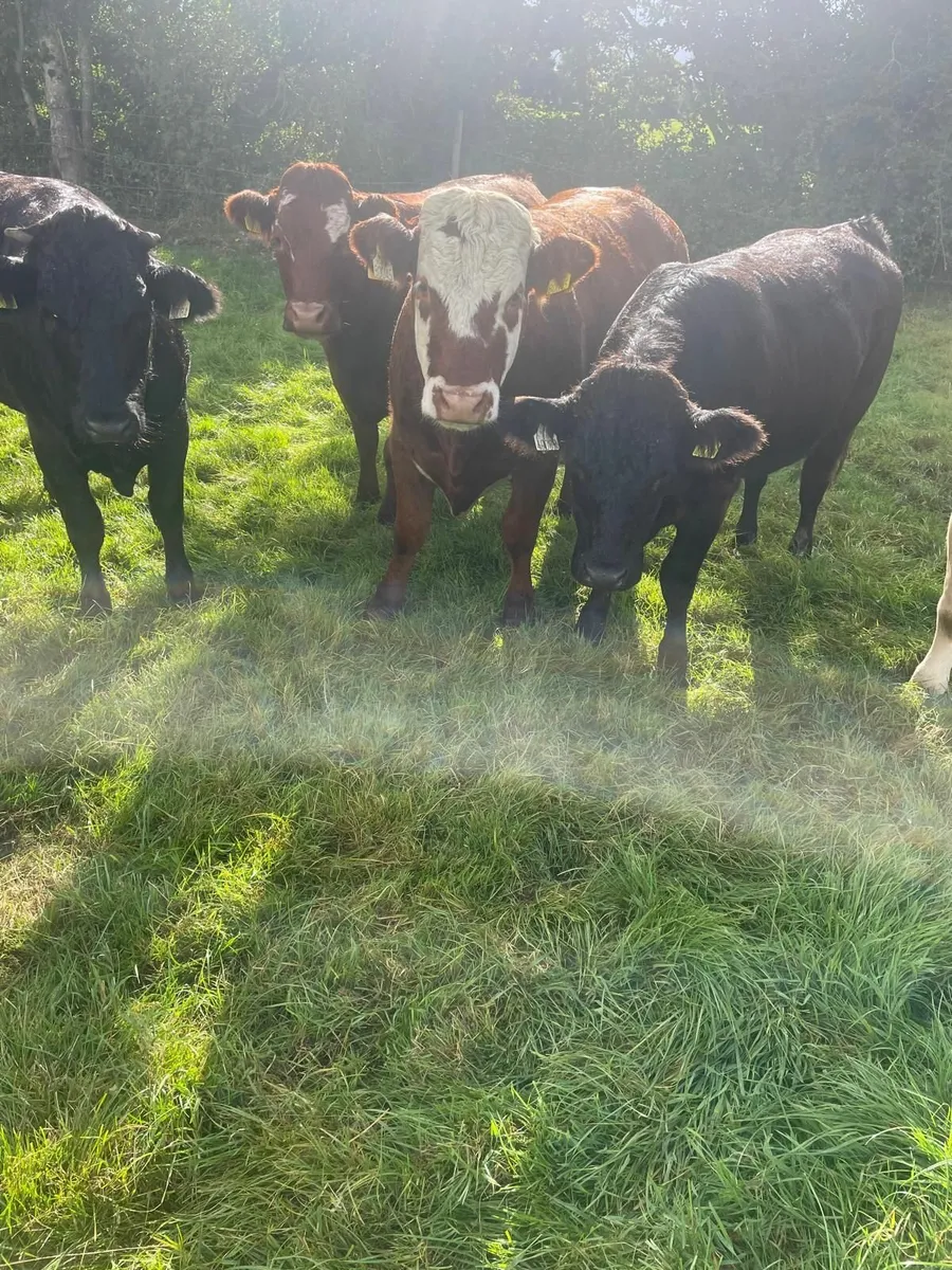 Breeding Heifers (Limousin, Charlois and Angus ) - Image 4