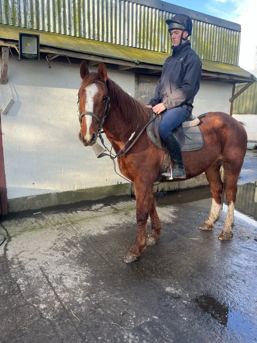 Cob gelding - Image 3