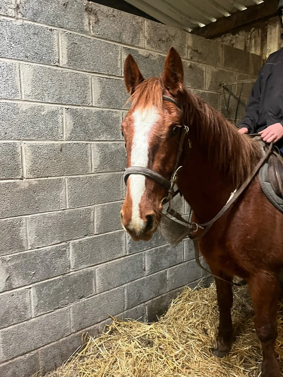 Cob gelding - Image 4