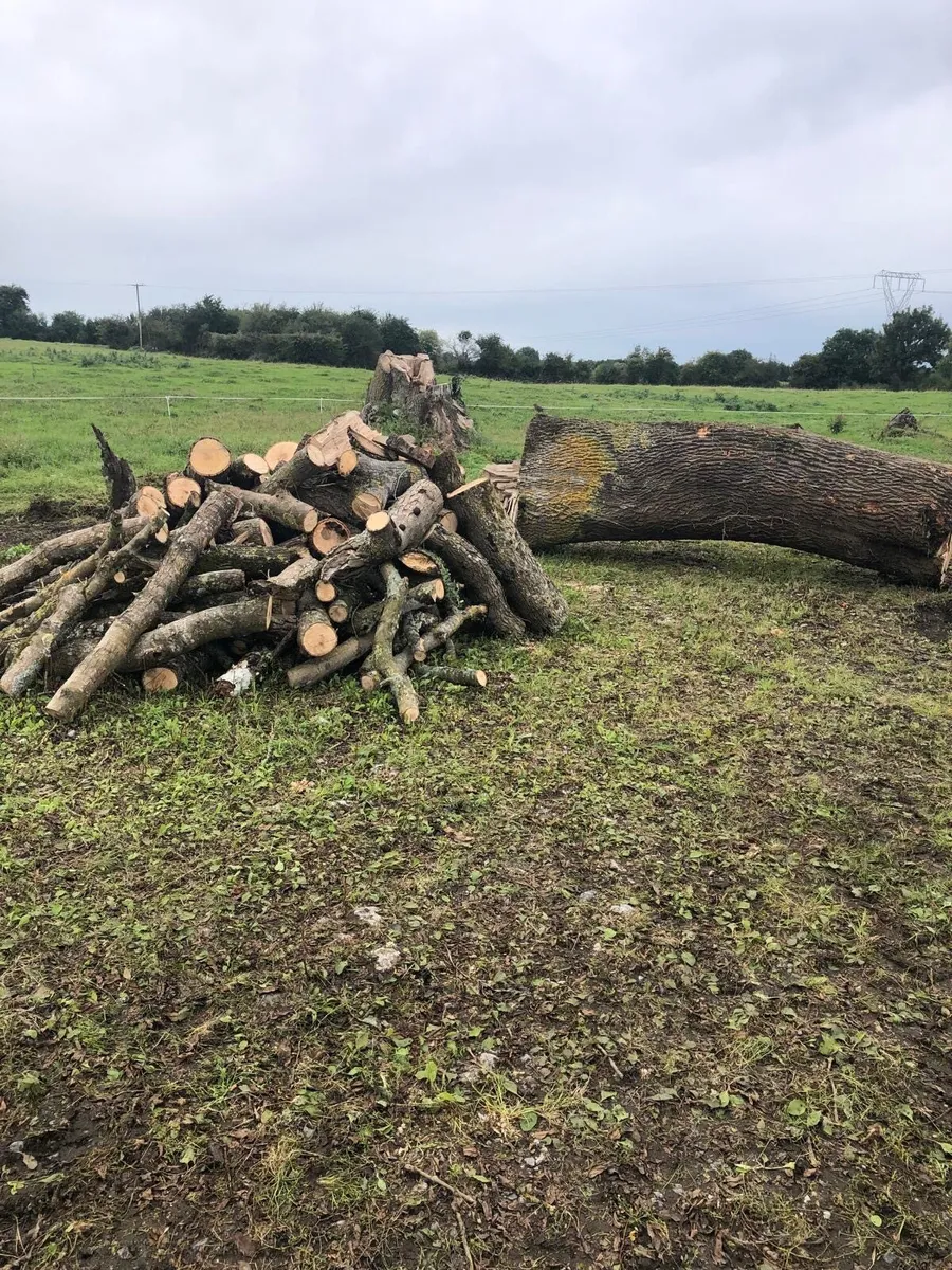 Ash timber - Image 1