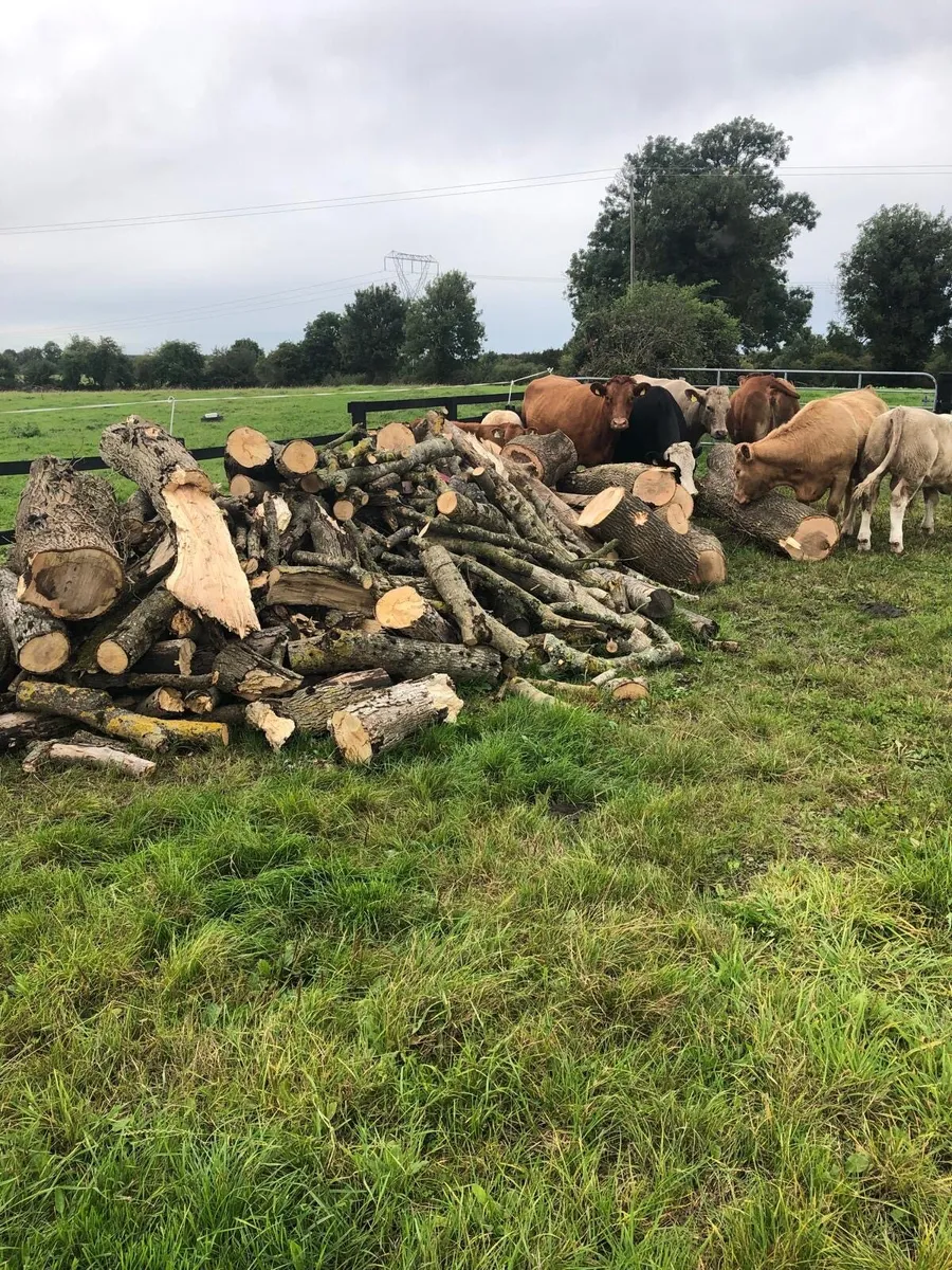 Ash timber - Image 2