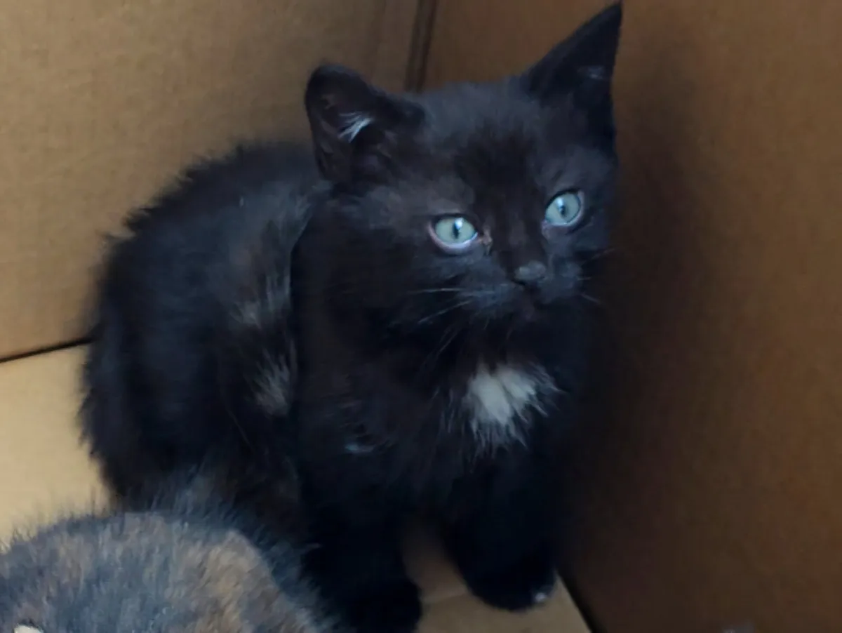Female Kitten 8 weeks old - Image 2