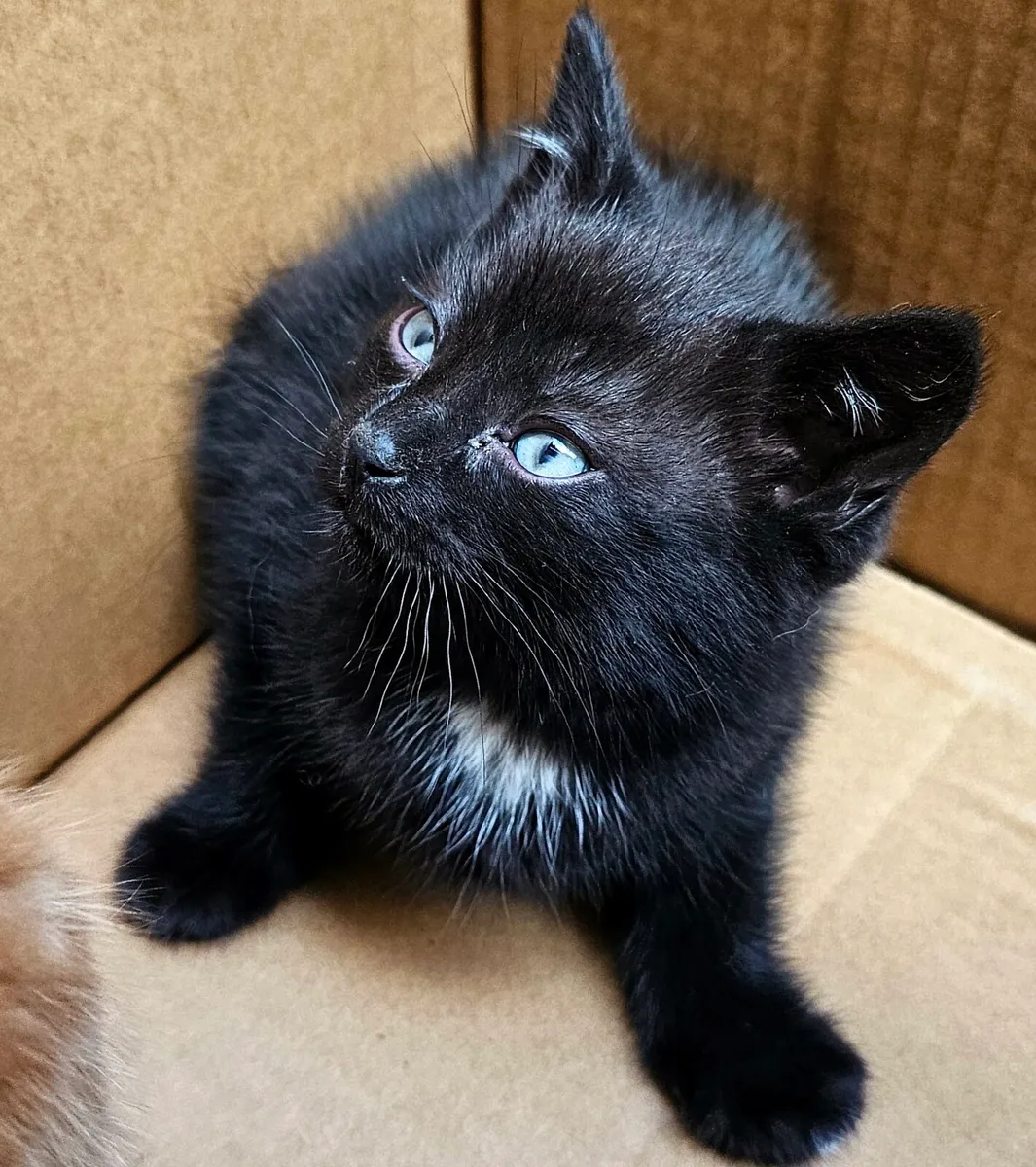 Female Kitten 8 weeks old - Image 3